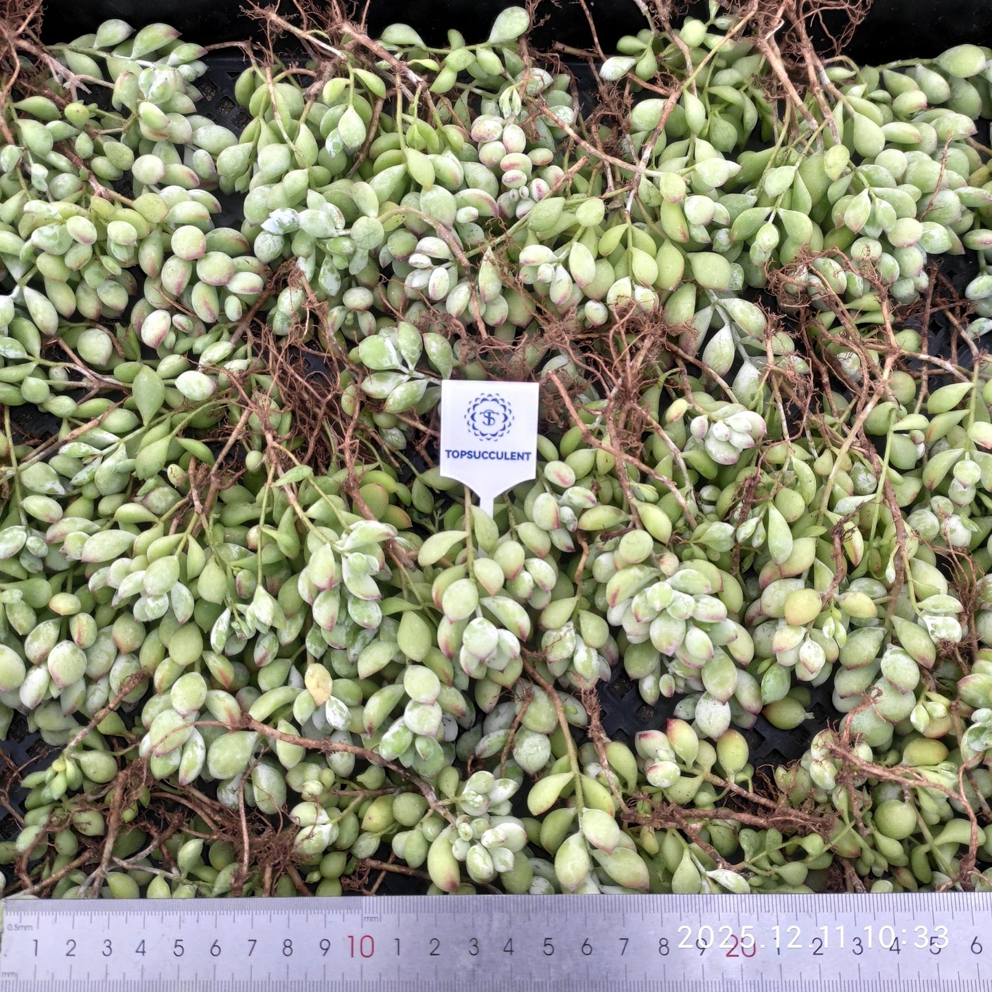 23238 コチレドン　ペンデンス