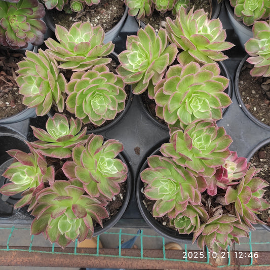 MMY1327 グロリアス　ユース（12.5cm pot）