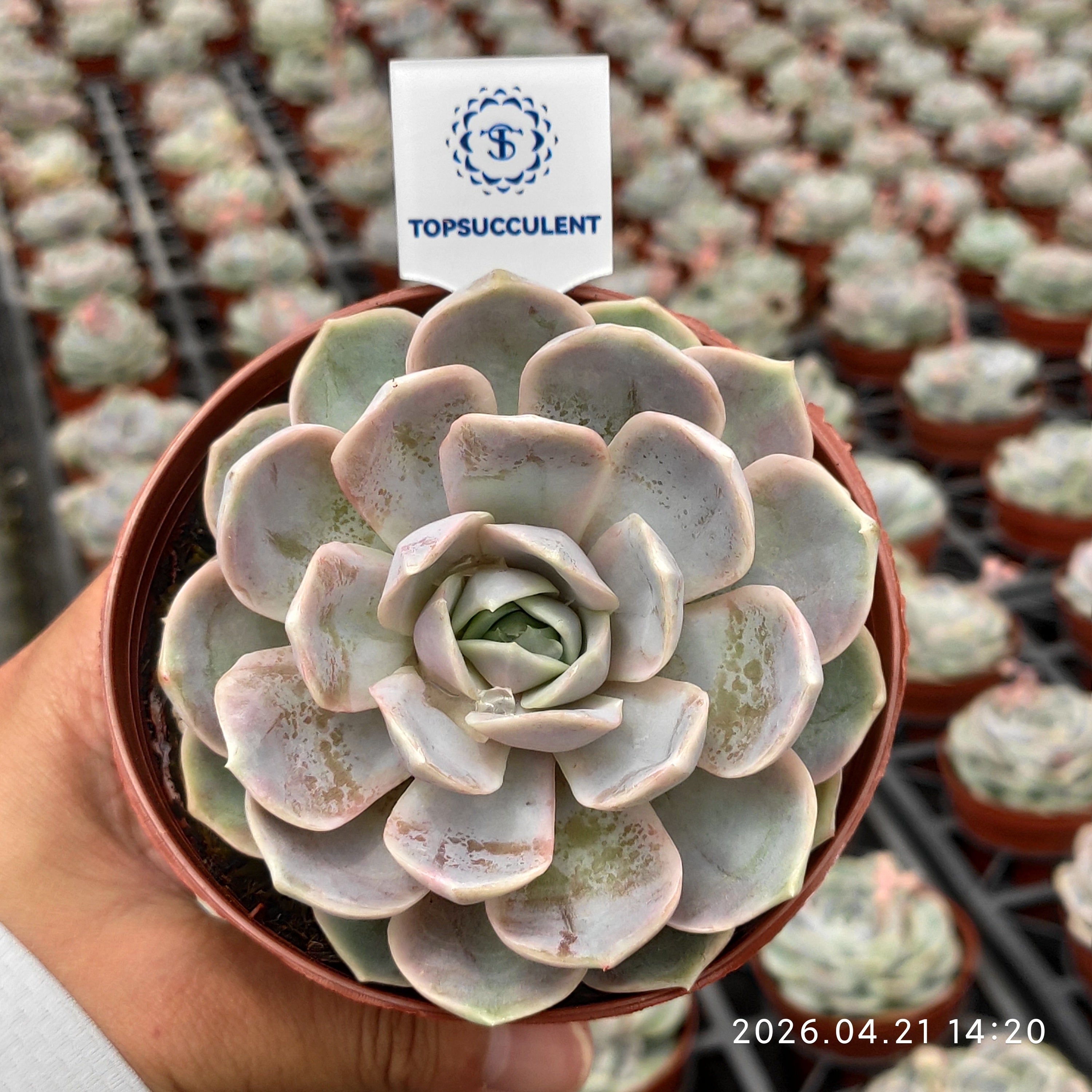 商品一覧 – Top Succulent®