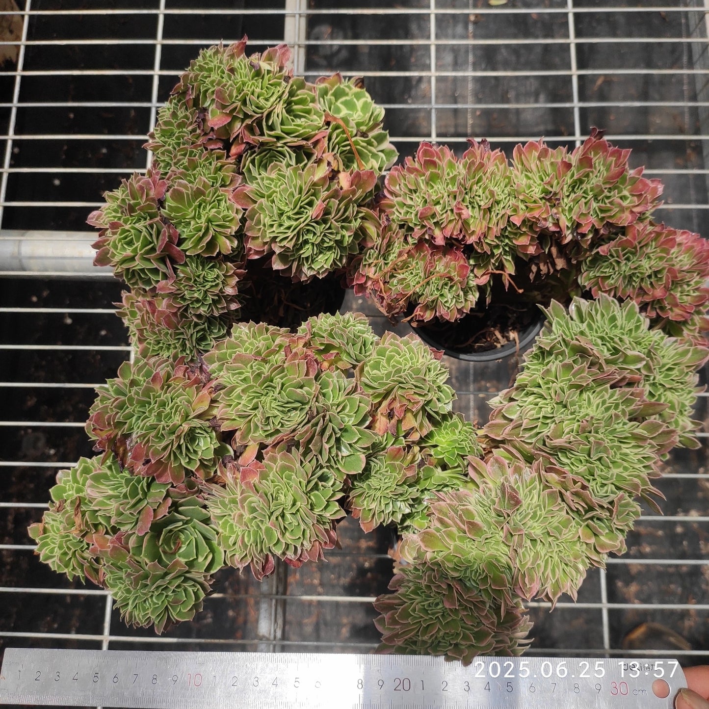 ON709 アエオニウム　ホワイトフェニックス綴化（15cm pot）