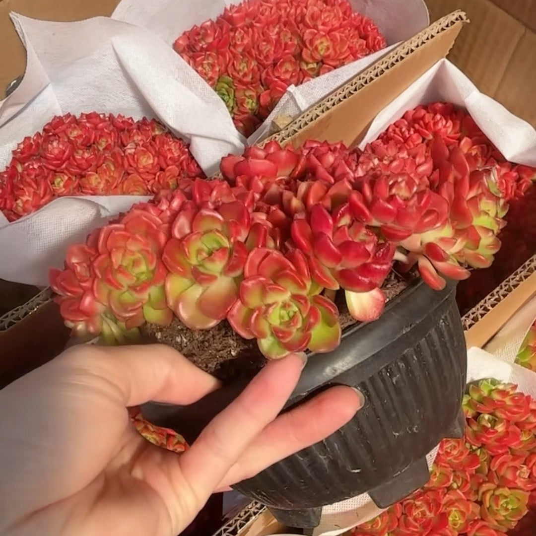 25291 レディジア