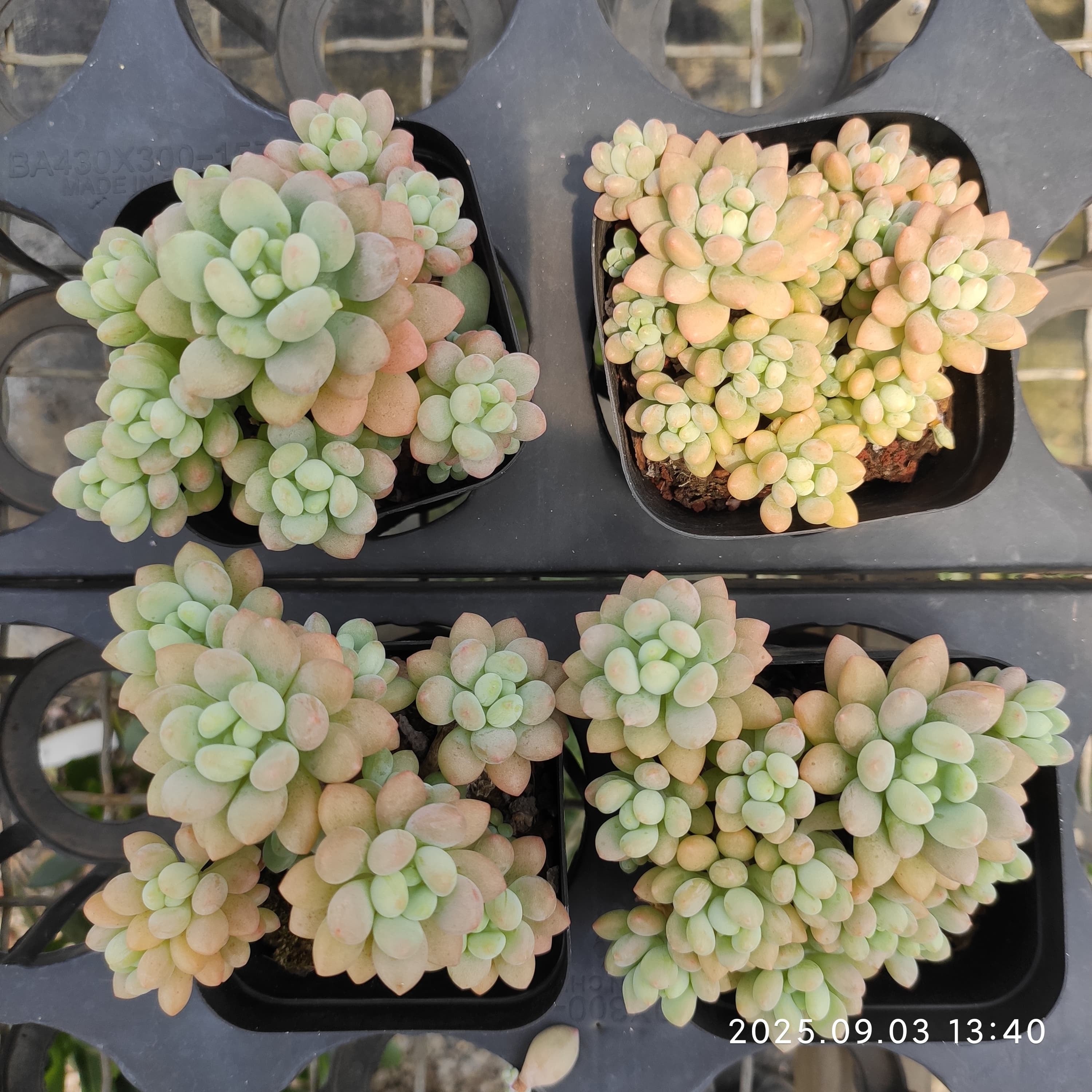 エケベリア（抜き苗）群生20251009 – Top Succulent®