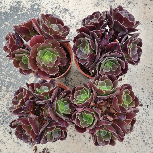 ZXX383 アーボーリーウム　ベルア（9cm pot）