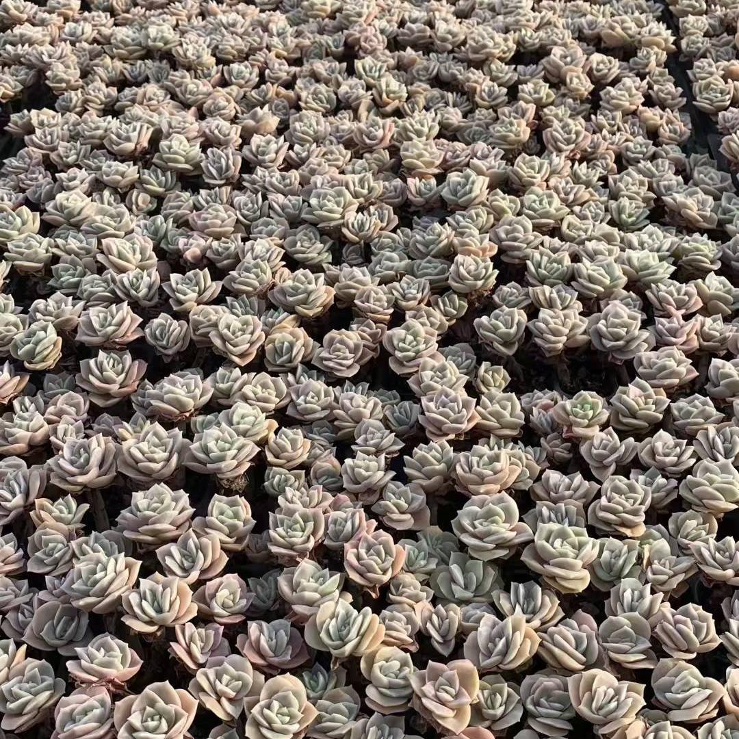 23451 ラブリーローズ（3cm pot）（ポット苗）