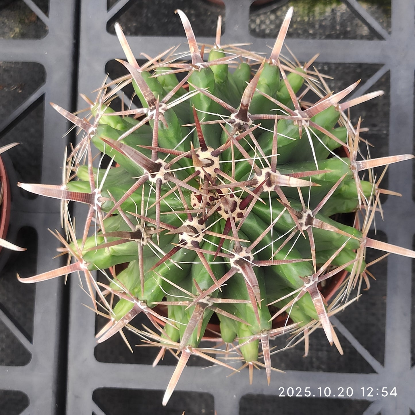 ZXX344 巨鷲玉（12cm pot）