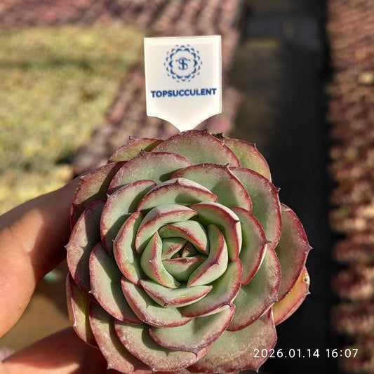 7084 モダンジェオン