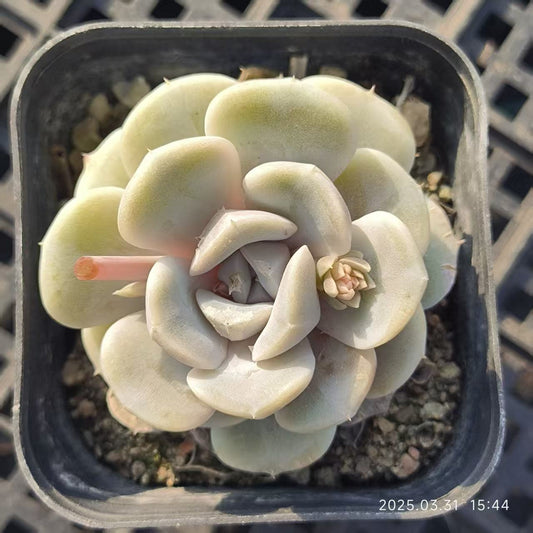 HH145 タイニーバーガー（6.5cm pot）
