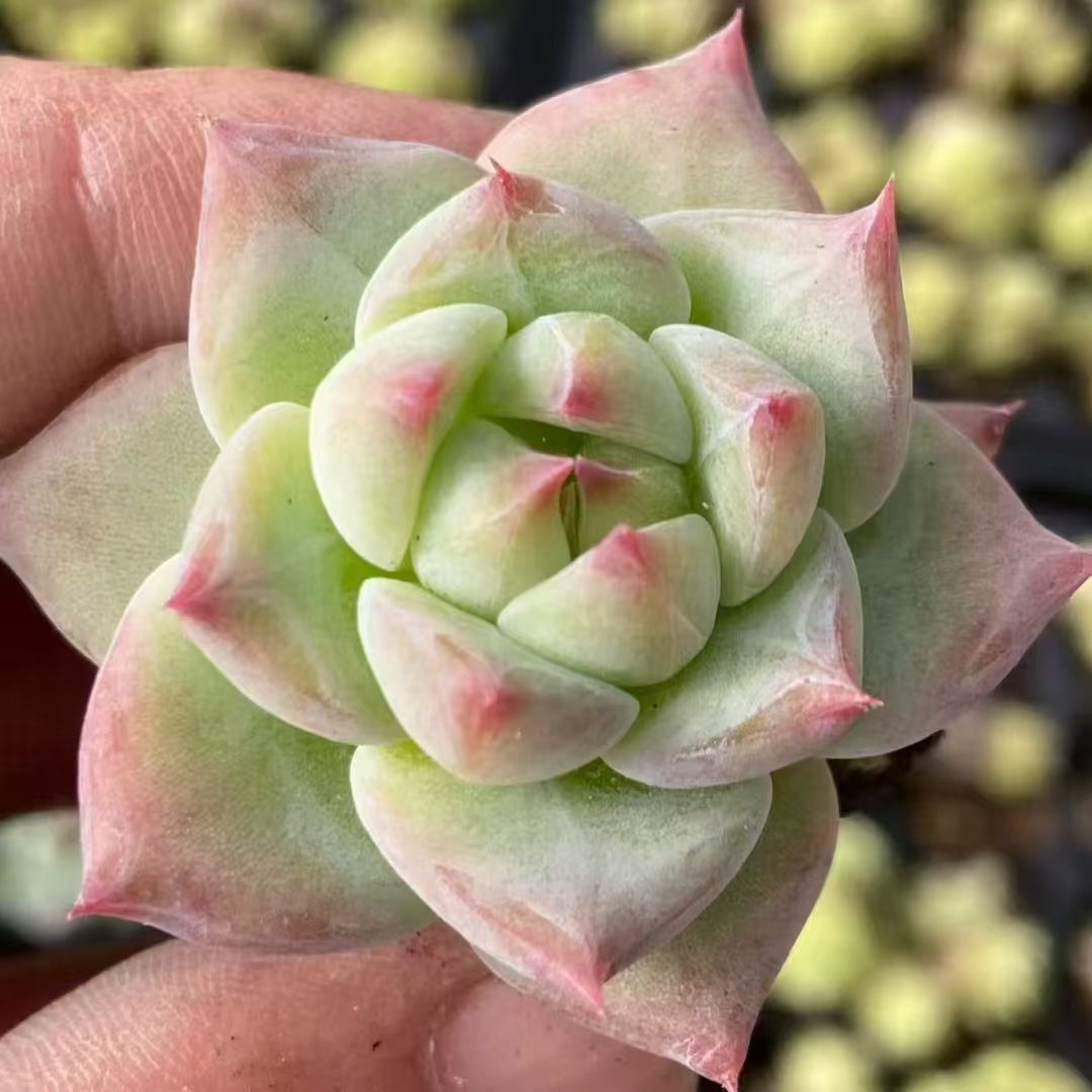 23500 ホワイトラタム（3cm pot）