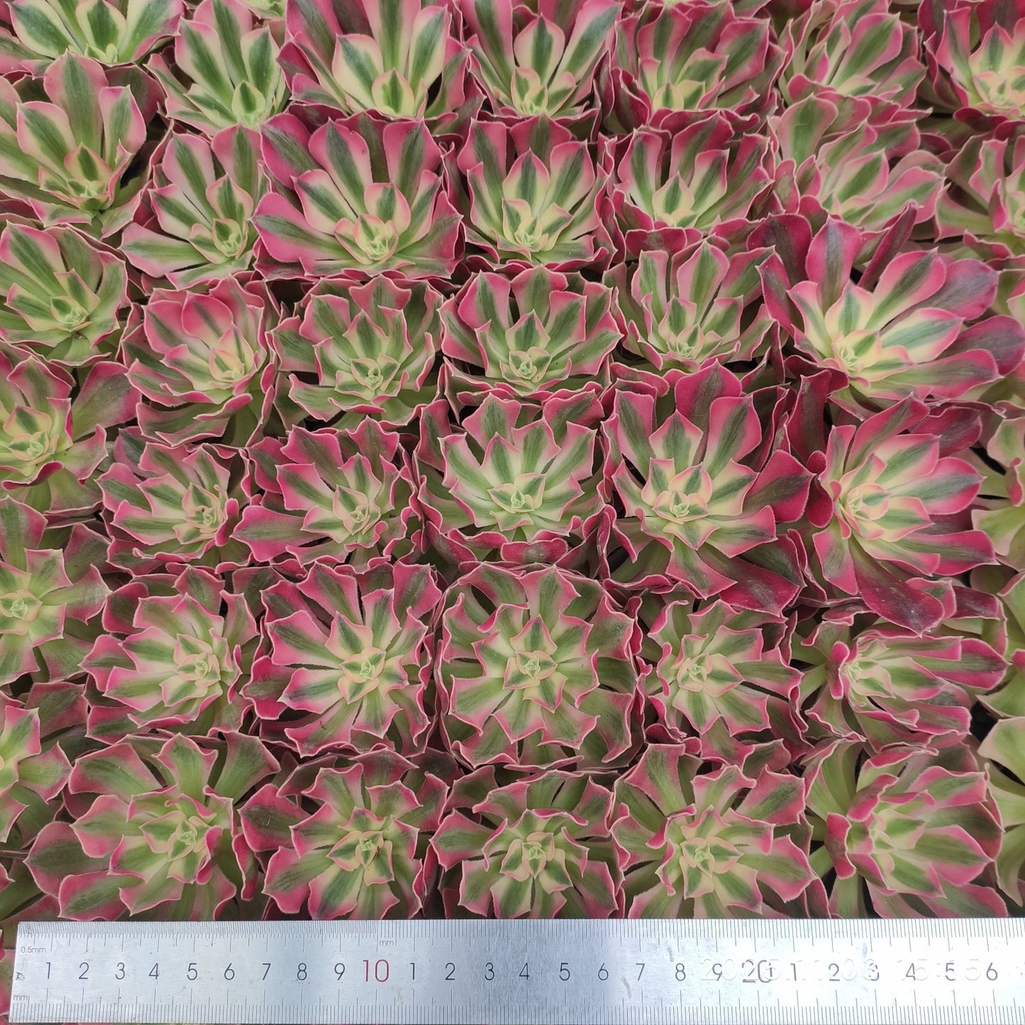 19096 フラワリー　ライフ（7cm pot）