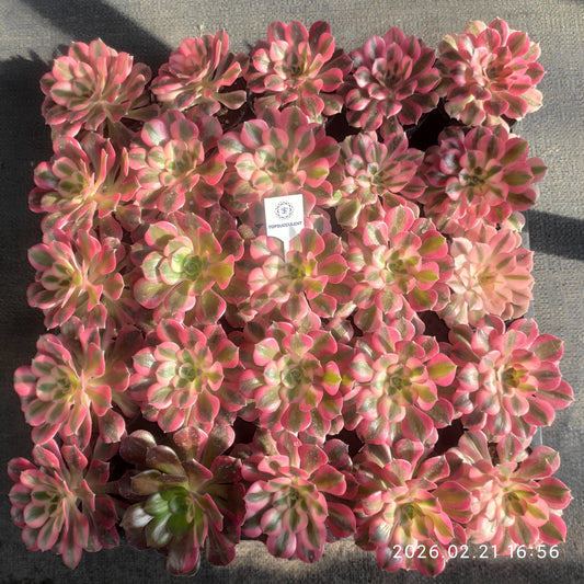 26084 アエオニウム　ウィッチ