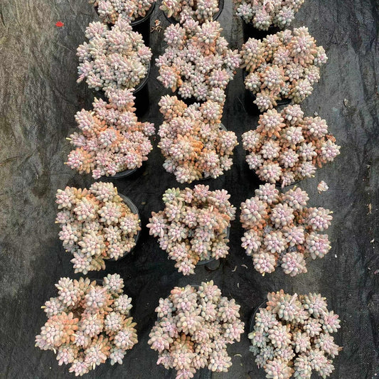 360022 ベビーフィンガー