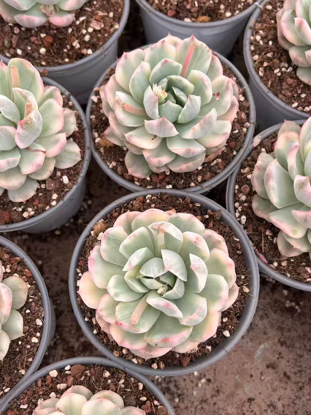精選 単頭 20260423 – Top Succulent®