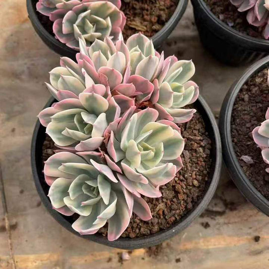 26495 インブリカータ錦