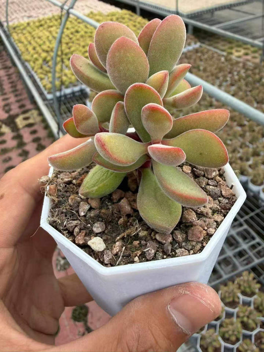 265076 クラッスラ ロゲルシー