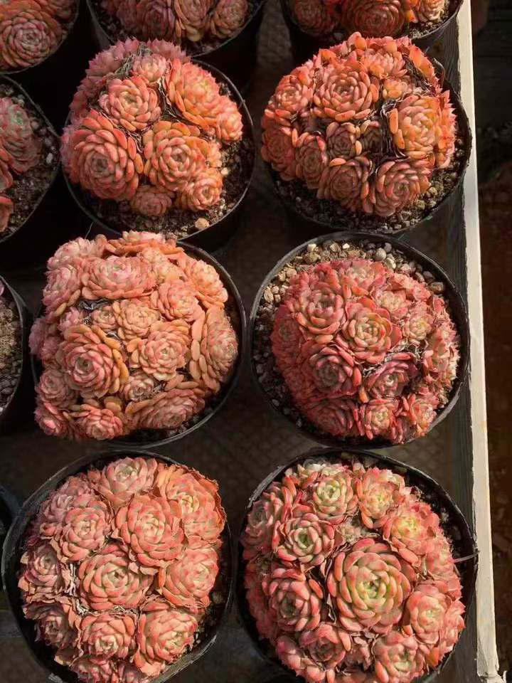 T26515 ベビーサプライズ