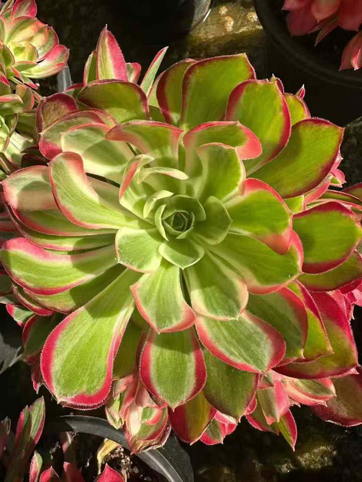 26589 メイルゴッド