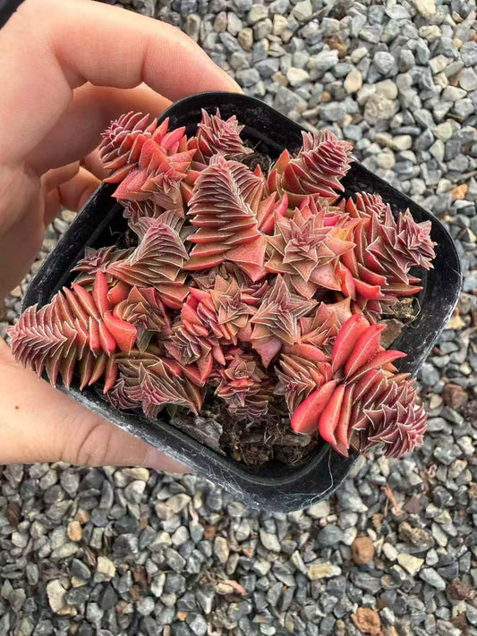 264845 キャピテラ キャンプファイヤー クランプ