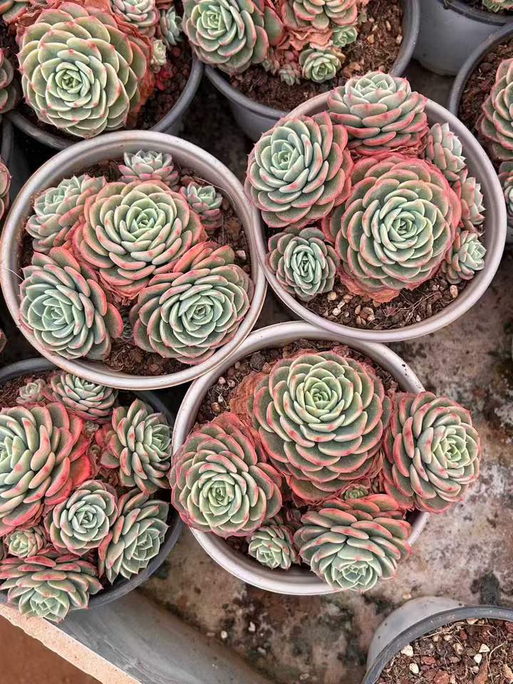 T26427 スイートエンジェル