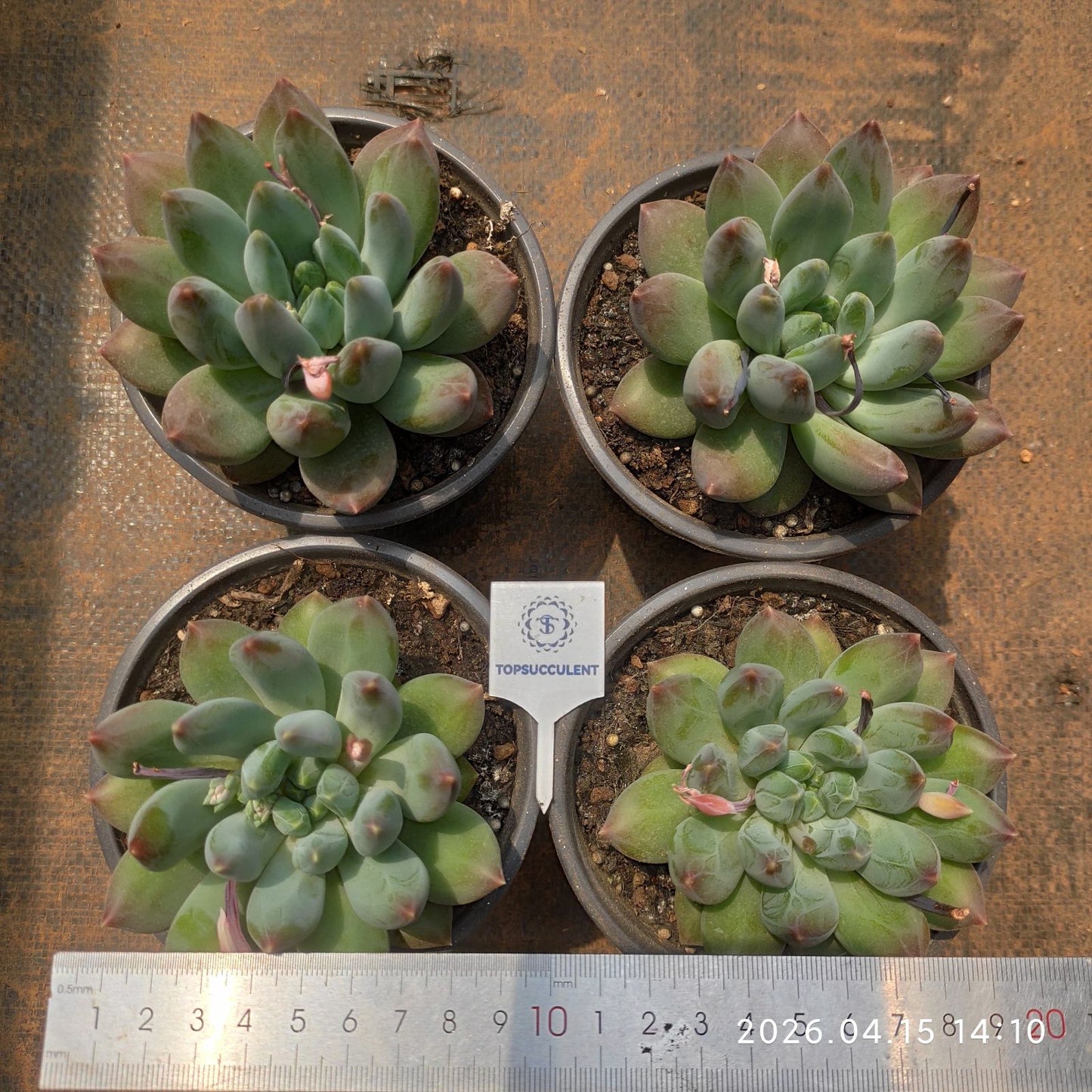 361583 ストーン タワー