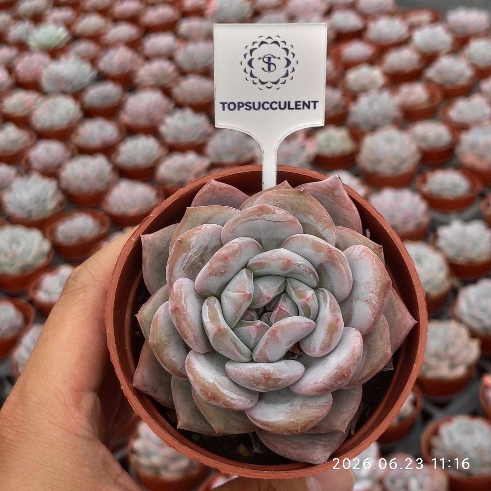 商品一覧 – Top Succulent®