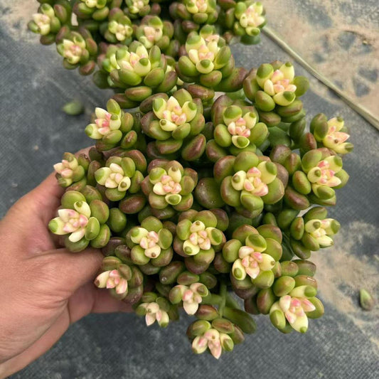 360074 丸葉松之綠薬錦
