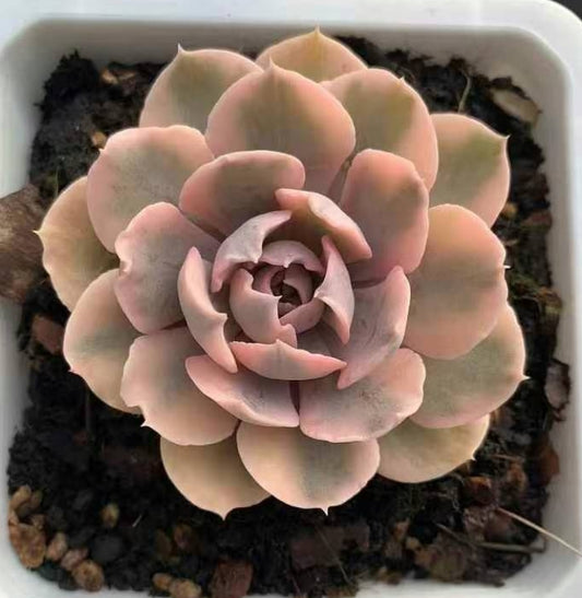 BL1465 リベリア錦（9cm pot）