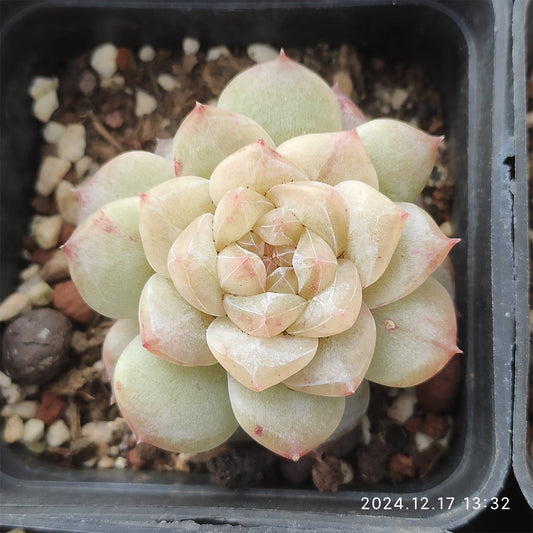 NGN577 ピンクダイヤモンド （7cm pot）