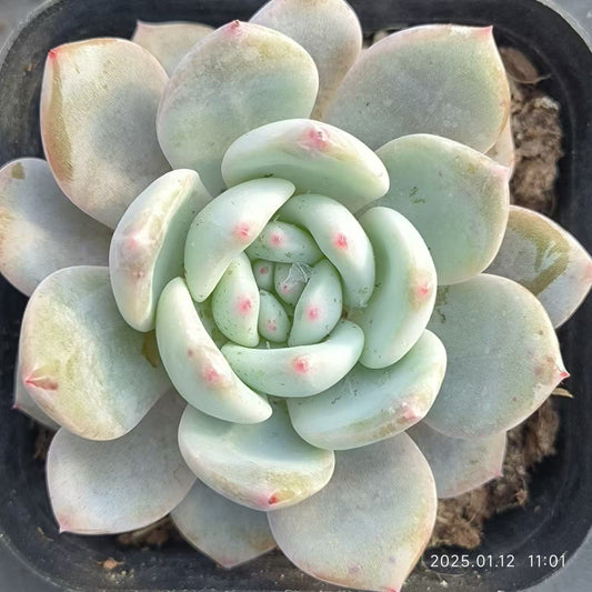 JQ134 オレンジモンロー(6.5cm pot)