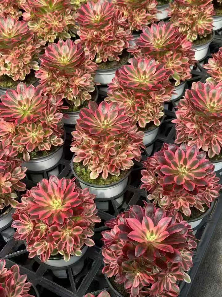 263561 アエオニウム　ウィッチ錦