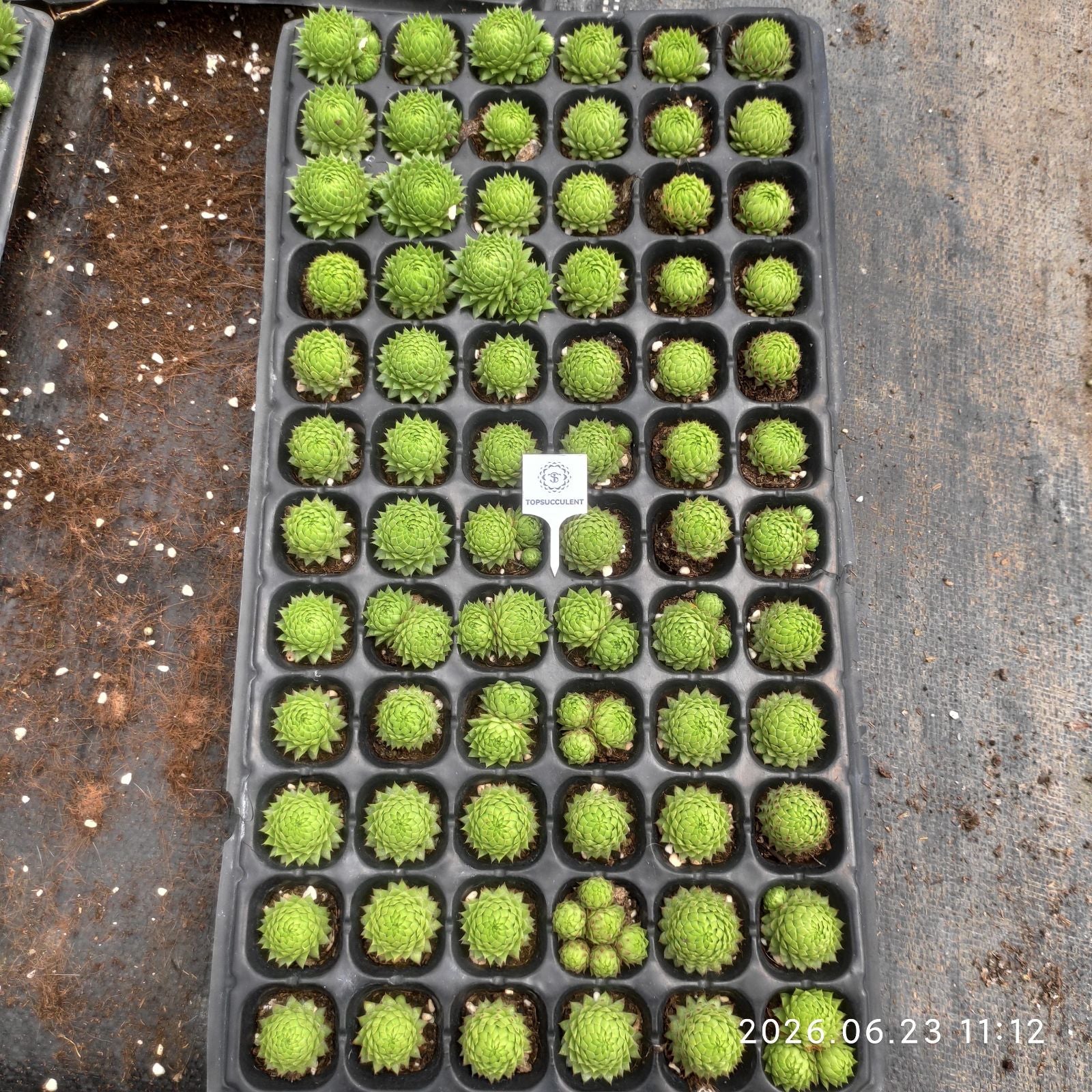 プラグトレー苗 20260702 – Top Succulent®