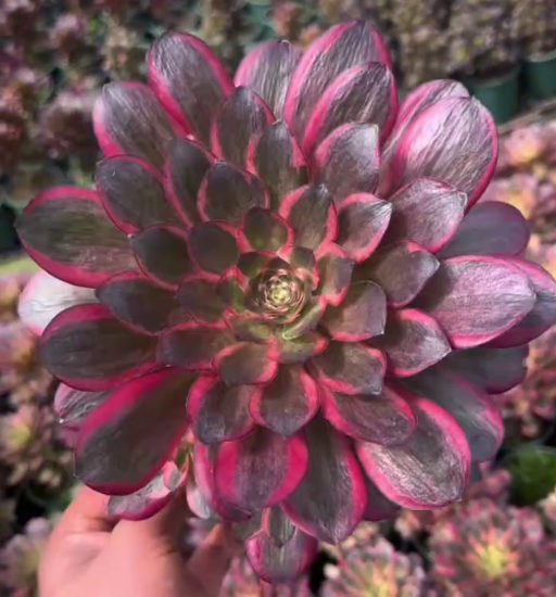 263611 ブレシング