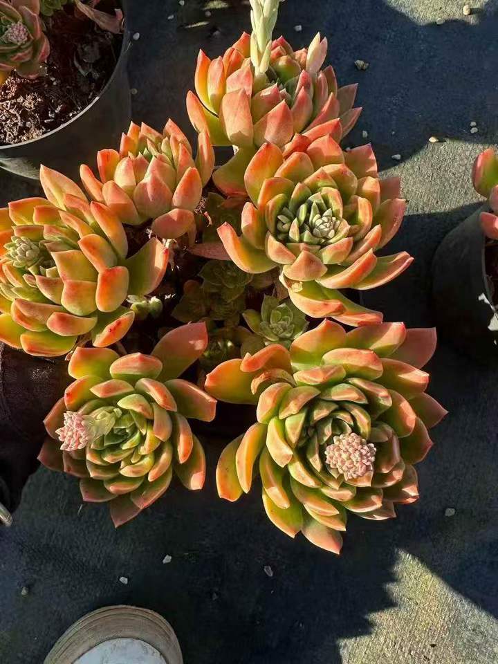 263401 サンフィンチ