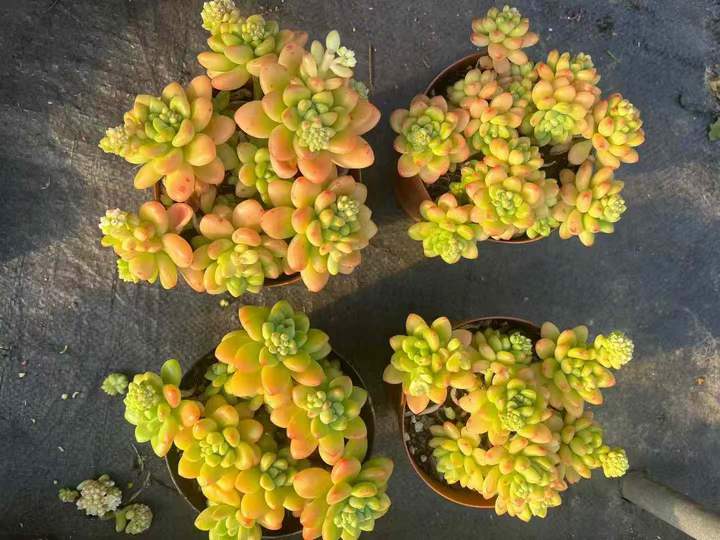 T26556 シャングリラ