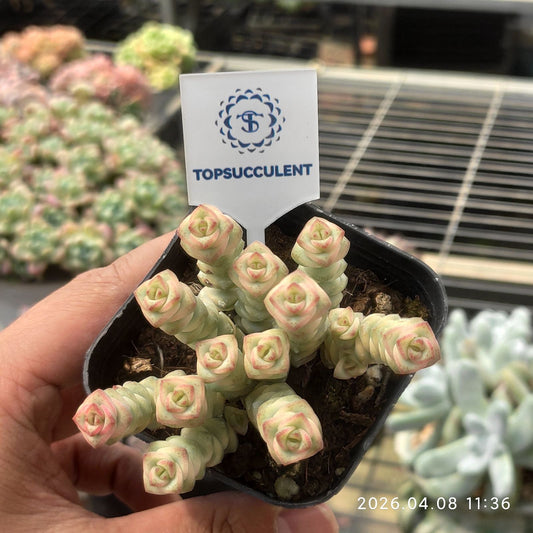 361331 パーフォーラッター錦