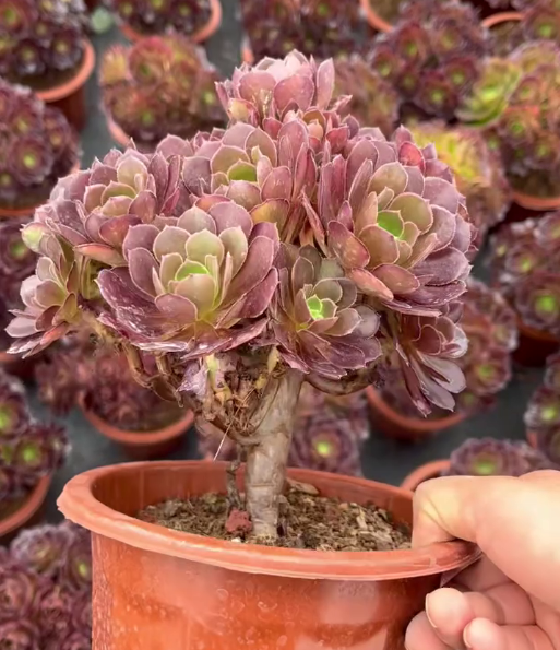 263751 ダッチ ローズ