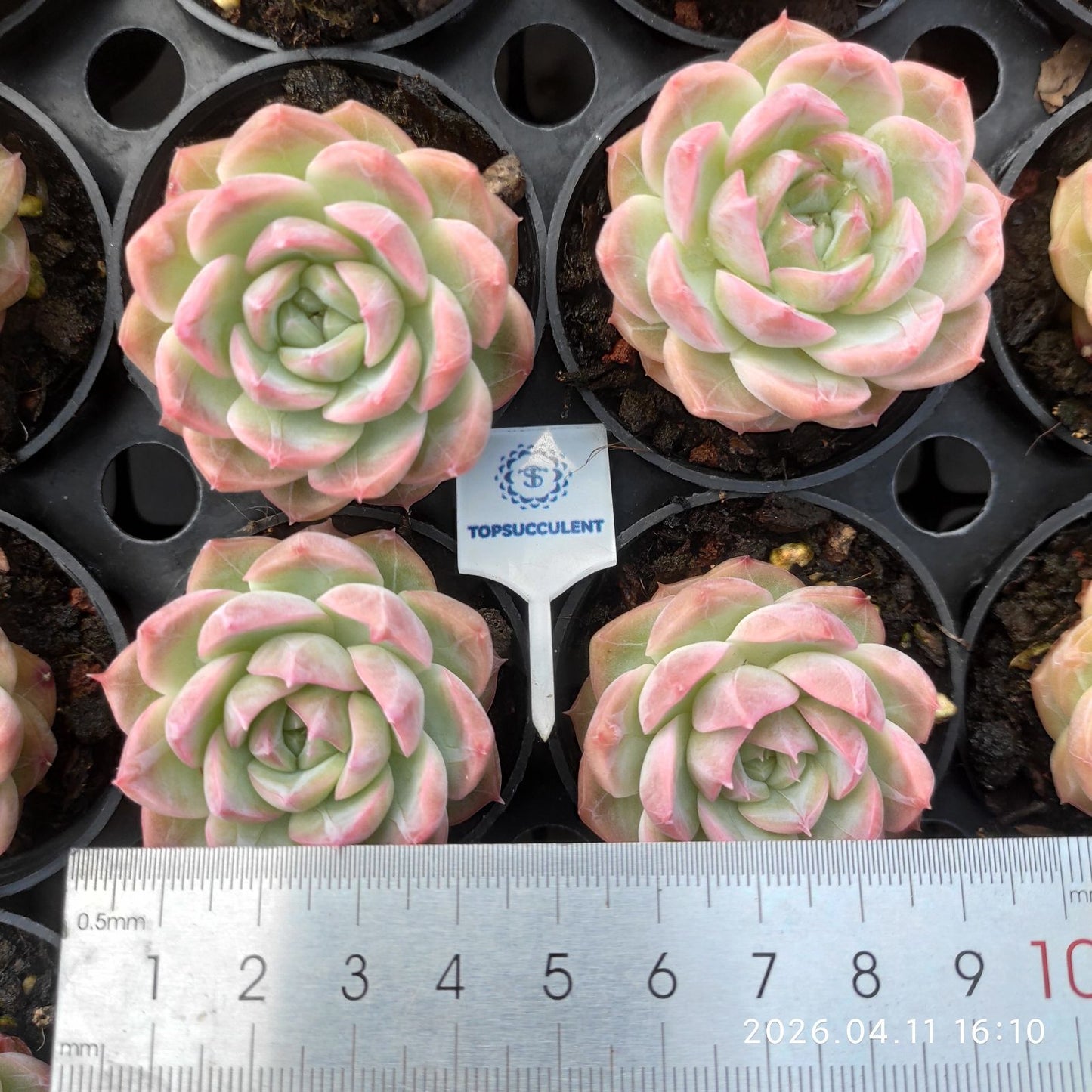 361513 カラー ラバー