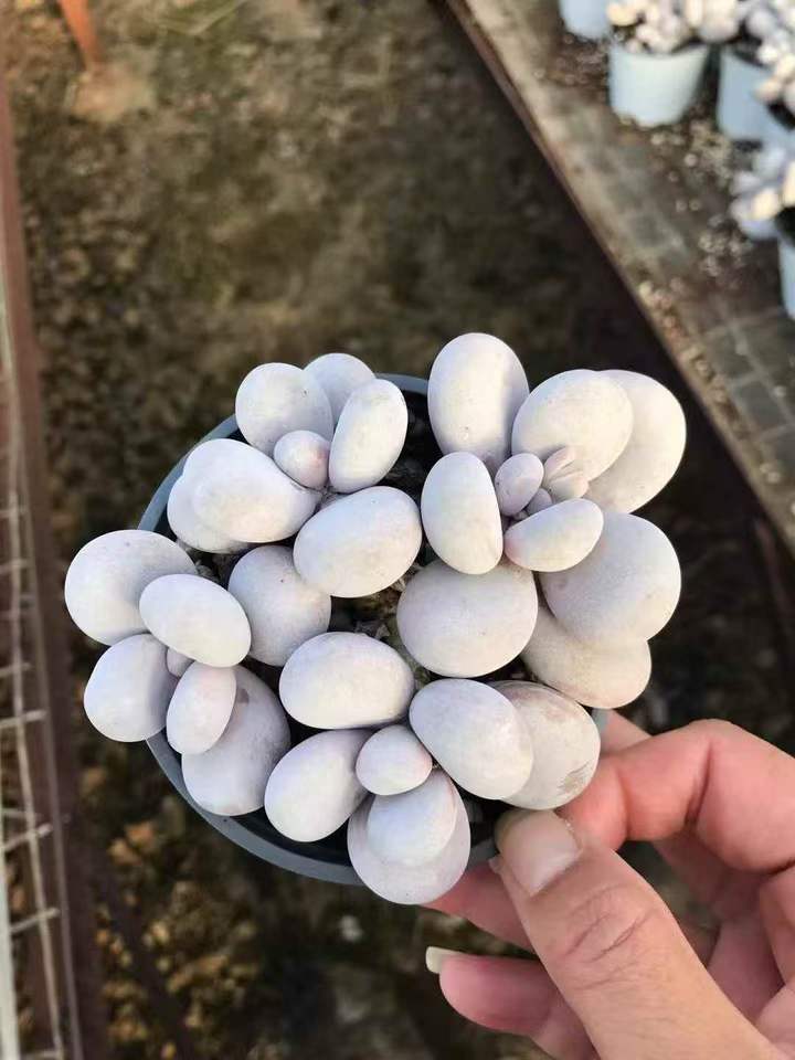 262841 オリジナルチーズ