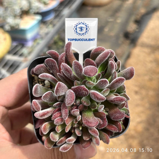 361364 プベスケンス