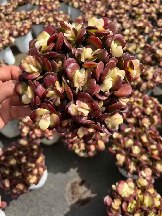 T26496 オバッター　ミニマー薬錦