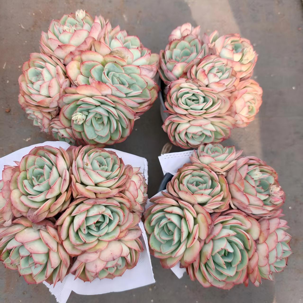 24865 モダンジェオン