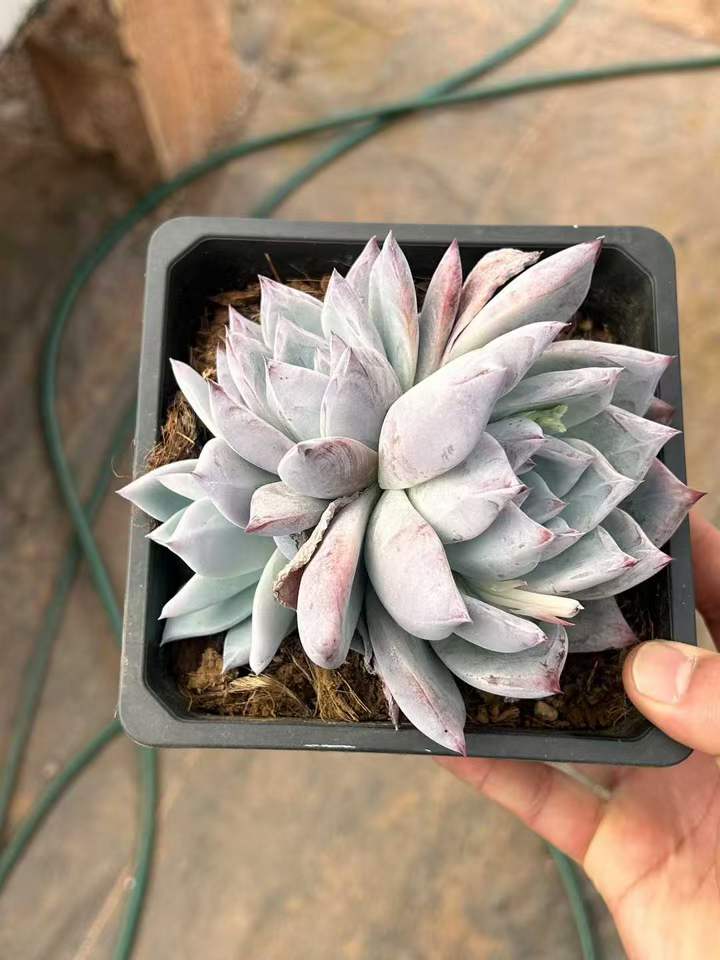 T26425 ワイルドコロラータ