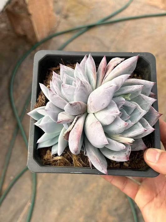 T26425 ワイルドコロラータ