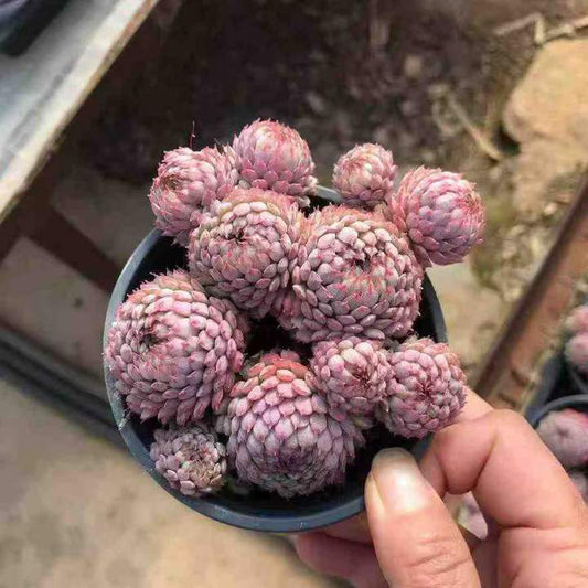 26565 グロブローサ