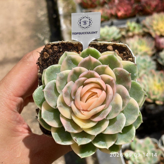 365173 オンスロー錦