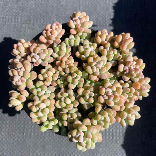 264937 ミクロケーリクス