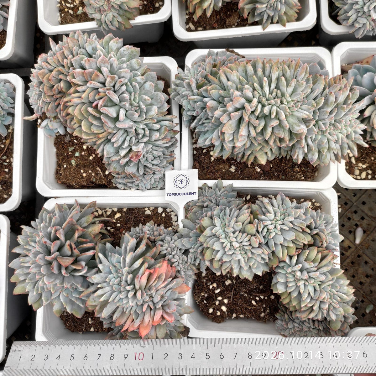 365553 オレンジモンロー綴化