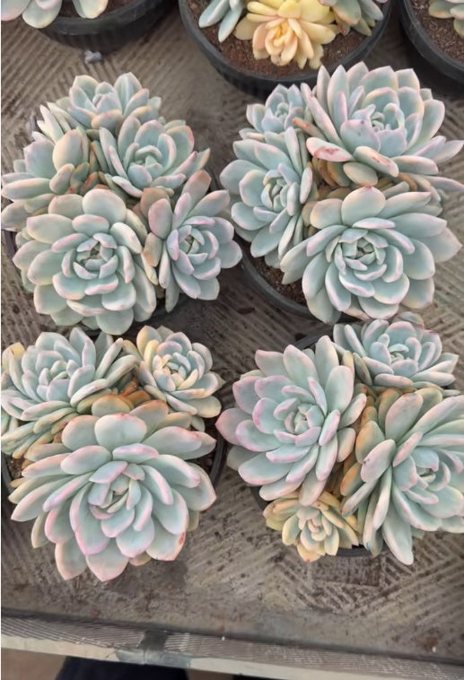 112513 オレンジモンロー錦