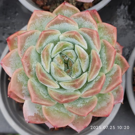 NGN619 アイス　スピリット（9cm pot）
