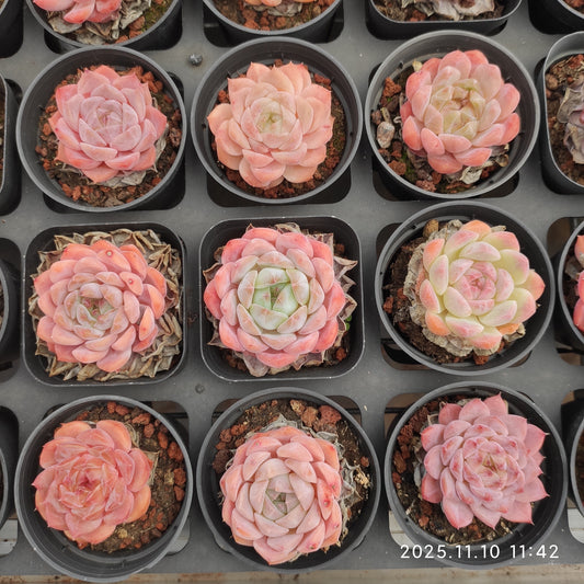 18358 レッド　ベルベット Hyb（6.5cm pot）