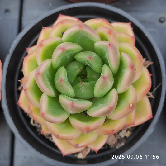 RC040 クリア　スカイ　ジェニー（9cm pot）